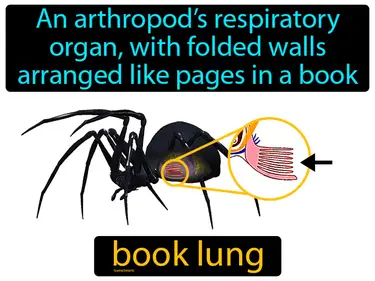 an arthropod’s respiratory organ, with folded walls arranged like pages in a book