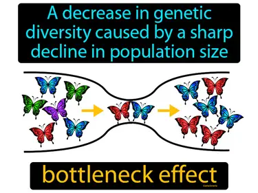 a decrease in genetic diversity caused by a sharp decline in population size