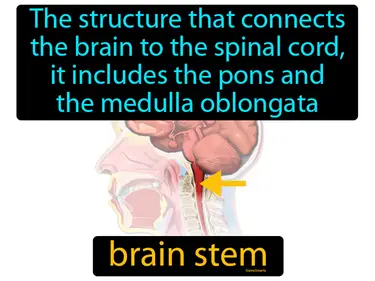 the structure that connects the brain to the spinal cord, it includes the pons and the medulla oblongata