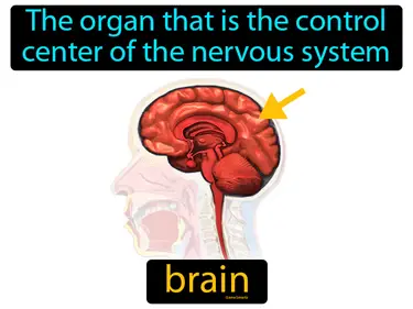 Brain Processing of Senses 4-LS1-2