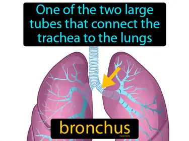 one of the two large tubes that connect the trachea to the lungs