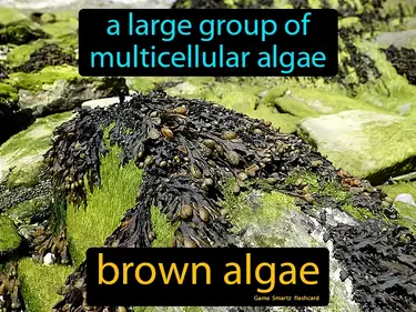 A large group of multicellular algae