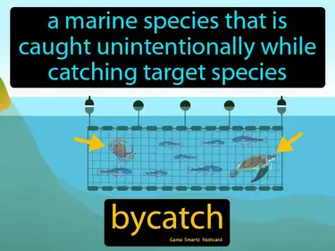 A marine species that is caught unintentionally while catching target species