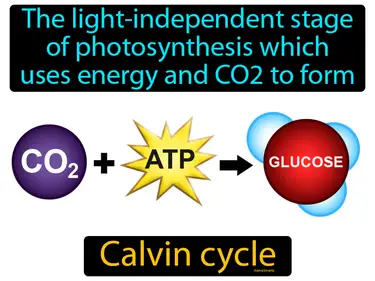the light-independent stage of photosynthesis which uses energy and CO2 to form sugars