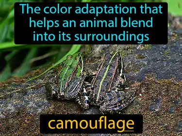 the color adaptation that helps an animal blend into its surroundings