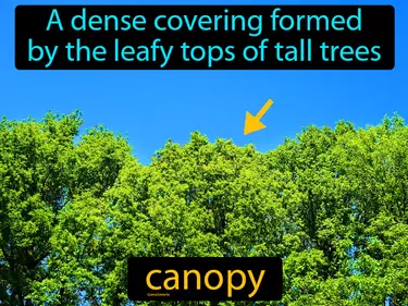 a dense covering formed by the leafy tops of tall trees
