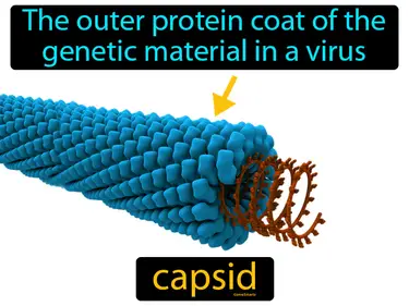 the outer protein coat of the genetic material in a virus