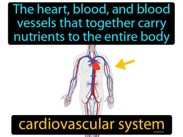 the heart, blood, and blood vessels that together transport nutrients to the entire body