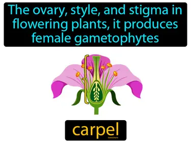 the ovary, style, and stigma in flowering plants, it produces female gametophytes