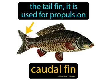 The tail fin, it is used for propulsion