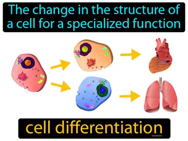 the change in the structure of a cell for a specialized function
