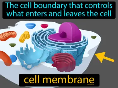 Plant and Animal Cells MS-LS1-2