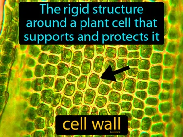 the rigid structure around a plant cell that supports and protects it
