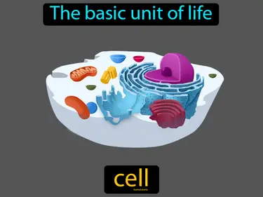 Cells
