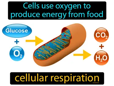 cells using oxygen to produce energy from food
