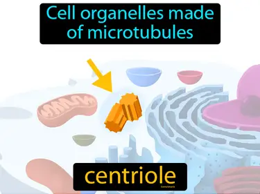 cell organelles made of microtubules