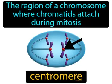 the region of a chromosome where chromatids attach during mitosis