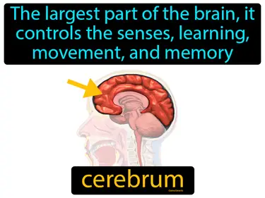 the largest part of the brain, it controls the senses, learning, movement, and memory