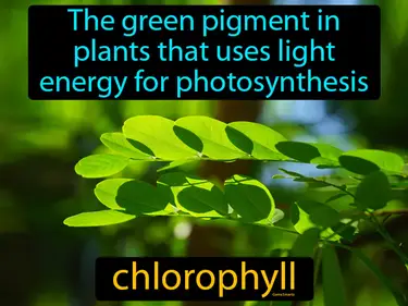 Plants