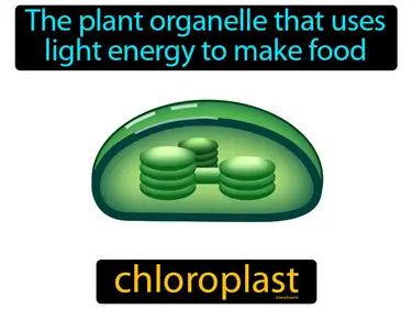 the plant organelle that uses light energy to make food
