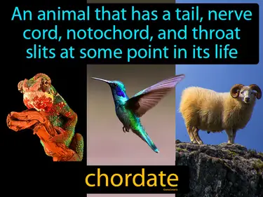 an animal that has a tail, nerve cord, notochord, and throat slits at some point in its life