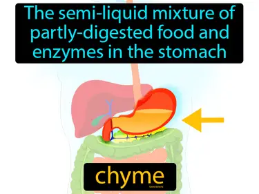 the semi-liquid mixture of partly-digested food and enzymes in the stomach