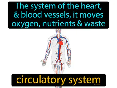 the system of the heart, blood, and blood vessels, it moves oxygen, nutrients and waste