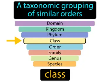 a taxonomic grouping of similar orders