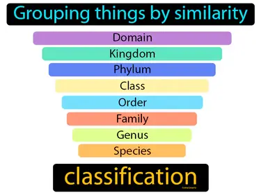 grouping things by similarity