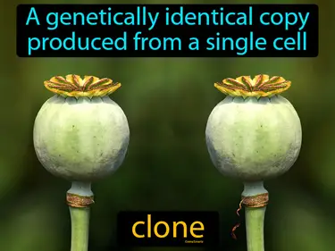 a genetically identical copy produced from a single cell