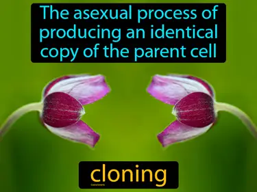 the asexual process of producing an identical copy of the parent cell
