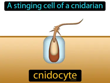 a stinging cell of a cnidarian