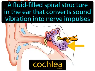 a fluid-filled spiral structure in the ear that converts sound vibration into nerve impulses