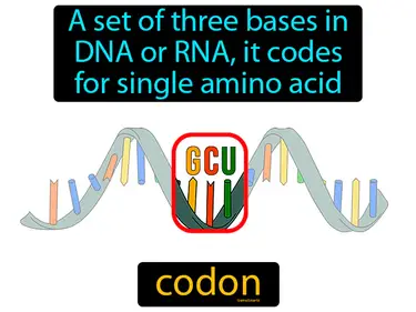 a set of three bases in DNA or RNA, it codes for a single amino acid