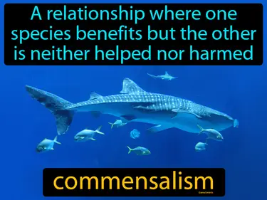 Ecosystems and Communities