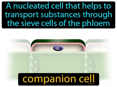 a nucleated cell that helps to transport substances through the sieve cells of the phloem