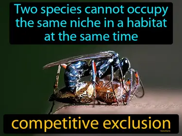 two species cannot occupy the same niche in a habitat at the same time