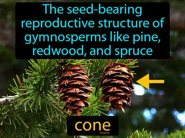 the seed-bearing reproductive structure of gymnosperms like pine, redwood, and spruce