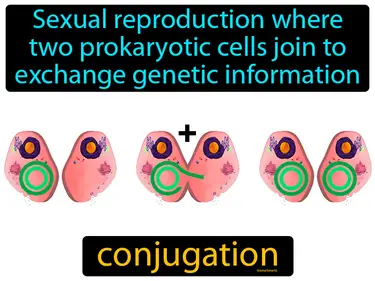 sexual reproduction where two prokaryotic cells join to exchange genetic information