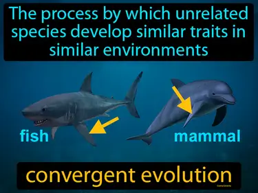 the process by which unrelated species develop similar traits in similar environments