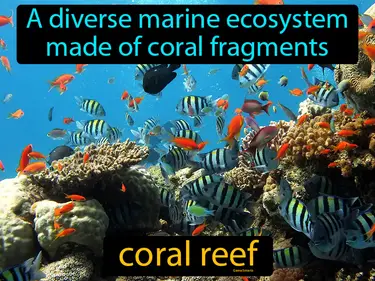 a diverse marine ecosystem made of coral fragments