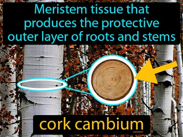 meristem tissue that produces the protective outer layer of roots and stems
