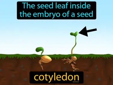 the seed leaf inside the embryo of a seed