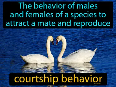 the behavior of males and females of a species to attract a mate and reproduce