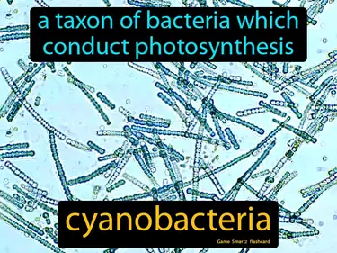 A taxon of bacteria which
conduct photosynthesis