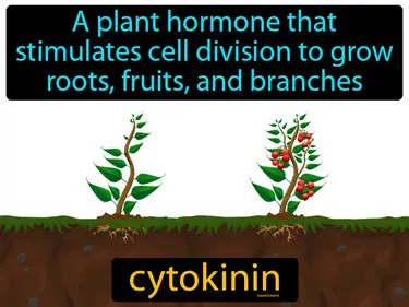 a plant hormone that stimulates cell division to grow roots, fruits, and branches