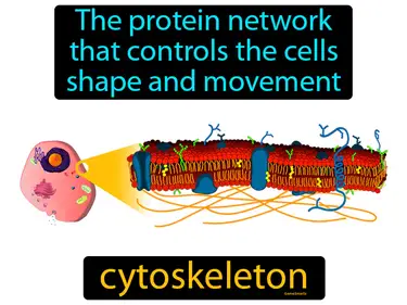 the protein network that controls the cells shape and movement