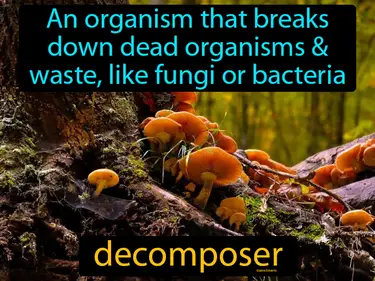 Food Webs in Action
