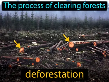 the process of clearing forests