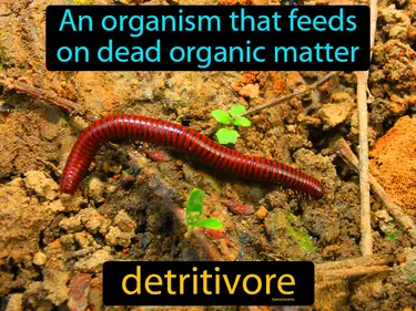 an organism that feeds on dead organic matter